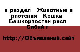  в раздел : Животные и растения » Кошки . Башкортостан респ.,Сибай г.